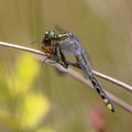 Common Clubtail Dragonfly