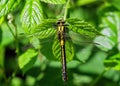 Common Clubtail Dragonfly - Gomphus vulgatissimus, at rest.