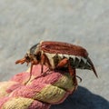 Cockchafer Beetle, Melolontha melolontha,  climbing on rope Royalty Free Stock Photo