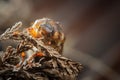 Common cockchafer on dried plant. Invertebrate european pest Royalty Free Stock Photo