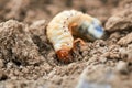 The larvae of the May beetle Royalty Free Stock Photo