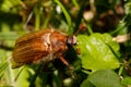 Common Cockchafer Melolontha melolontha