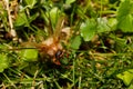 Common Cockchafer Melolontha melolontha