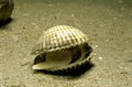 Common Cockle, cerastoderma edule Royalty Free Stock Photo