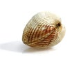 Common Cockle, cerastoderma edule, Shell against White Background Royalty Free Stock Photo