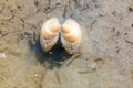 Common cockle, Cerastoderma edule, underwater in shallow water a Royalty Free Stock Photo