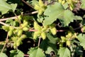 Common cocklebur, Large cocklebur, Xanthium strumarium Royalty Free Stock Photo