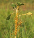 Common Cocklebur with parasitic plant on it known as European dodder Royalty Free Stock Photo