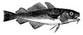 Common Cod, vintage illustration Royalty Free Stock Photo