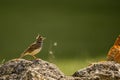 Common cogujada or Galerida cristata, bird of the Alaudidae family. Royalty Free Stock Photo