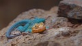 Common collared lizard Royalty Free Stock Photo