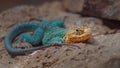 Common collared lizard Royalty Free Stock Photo