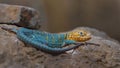 Common collared lizard Royalty Free Stock Photo