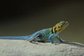 Portrait of a beautiful common collared lizard Royalty Free Stock Photo