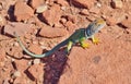 Male Collared Lizard in Desert near Winslow, Arizona Royalty Free Stock Photo