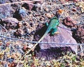 Male Collared Lizard in Coconino National Forest Royalty Free Stock Photo