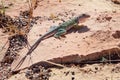 Male Collared Lizard in Desert near Winslow, Arizona Royalty Free Stock Photo