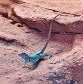 Male Collared Lizard in Desert near Winslow, Arizona Royalty Free Stock Photo
