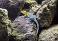 The common collared lizard, Crotaphytus collaris, on a rock formation at the Dallas City Zoo in Texas.