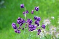 Common columbine or Aquilegia vulgaris herbaceous perennial plants with branched thinly hairy stems and beautiful layered blooming Royalty Free Stock Photo