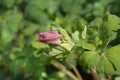 Common columbine