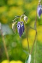 Common columbine