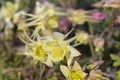 Common columbine