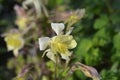 Common columbine