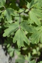 Common columbine