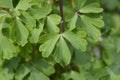 Common columbine