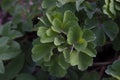 Common columbine leaves - Latin name - Aquilegia vulgaris