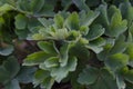 Common columbine leaves - Latin name - Aquilegia vulgaris