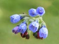 Common comfrey flowering withe blue flowers in a garden Royalty Free Stock Photo
