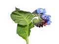Common comfrey blue flowers Royalty Free Stock Photo