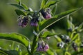 Common comfrey early in the morning with dew on the flowers and leaves Royalty Free Stock Photo