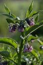 Common comfrey early in the morning with dew on the flowers and leaves Royalty Free Stock Photo