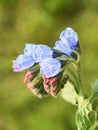 Common comfrey flowering withe blue flowers in a garden Royalty Free Stock Photo