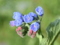 Common comfrey flowering withe blue flowers in a garden Royalty Free Stock Photo