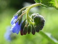 Common comfrey flowering withe blue flowers in a garden Royalty Free Stock Photo