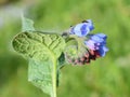 Common comfrey flowering withe blue flowers in a garden Royalty Free Stock Photo