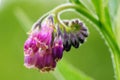 Common comfrey flowers