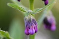 Common comfrey Symphytum officinale with drooping purple flowers
