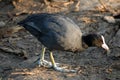 Common Coot Royalty Free Stock Photo