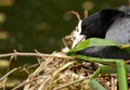 A common coot Royalty Free Stock Photo