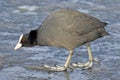 Common Coot Royalty Free Stock Photo