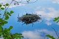 Common coot bird nest on water Fulica Atra