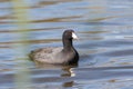 Common coot bird