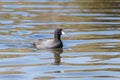 Common coot bird