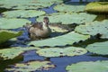 Common Coot birdling Royalty Free Stock Photo