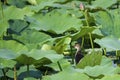 Common Coot birdling Royalty Free Stock Photo